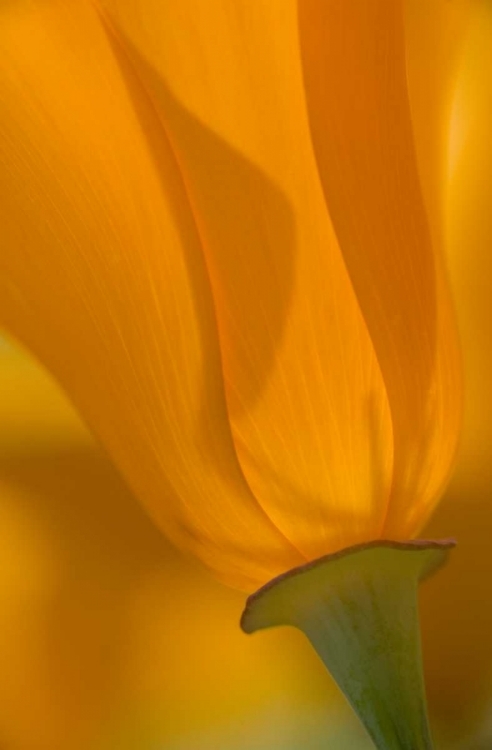 Picture of CALIFORNIA, ANTELOPE VALLEY, BACKLIT POPPY