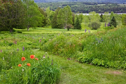 Picture of CANADA, NEW BRUNSWICK LANDSCAPE OF MEADOW