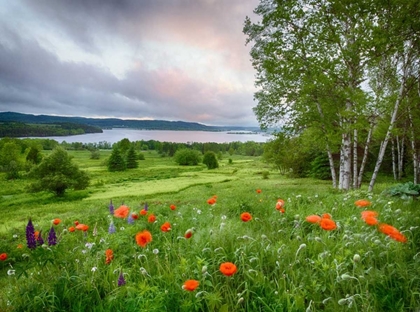 Picture of CANADA, NEW BRUNSWICK LANDSCAPE OF MEADOW