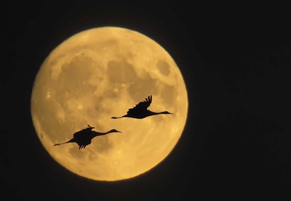Picture of NEW MEXICO, SANDHILL CRANES FLYING BY MOON
