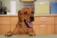 Picture of USA, PENNSYLVANIA, ERIE HUMANE SOCIETY DOG