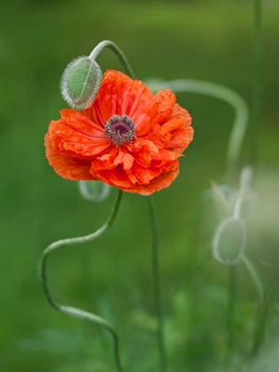 Picture of CANADA, NEW BRUNSWICK POPPY FLOWER AND BUD