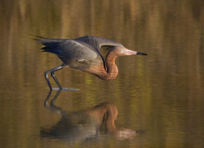 Picture of FL, FT MYERS BEACH, REDDISH EGRET TAKE OFF