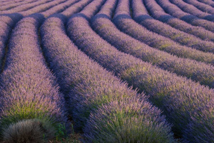 Picture of EUROPE, FRANCE ROWS OF LAVENDER IN PROVENCE