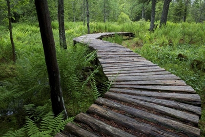 Picture of CANADA, NEW BRUNSWICK LOG WALKWAY IN FOREST
