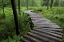 Picture of CANADA, NEW BRUNSWICK LOG WALKWAY IN FOREST
