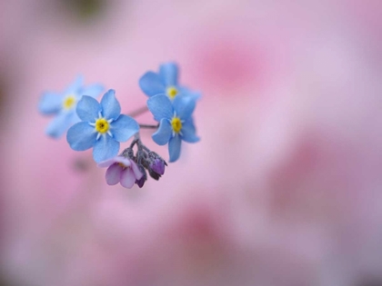 Picture of CANADA, NEW BRUNSWICK FORGET-ME-NOT FLOWERS