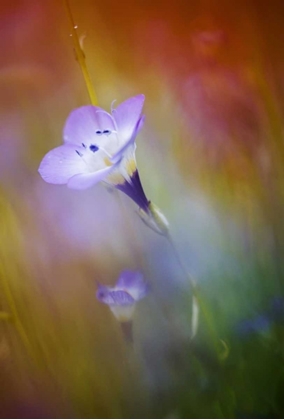 Picture of CALIFORNIA, ABSTRACT OF GILIA AMIDST FLOWERS