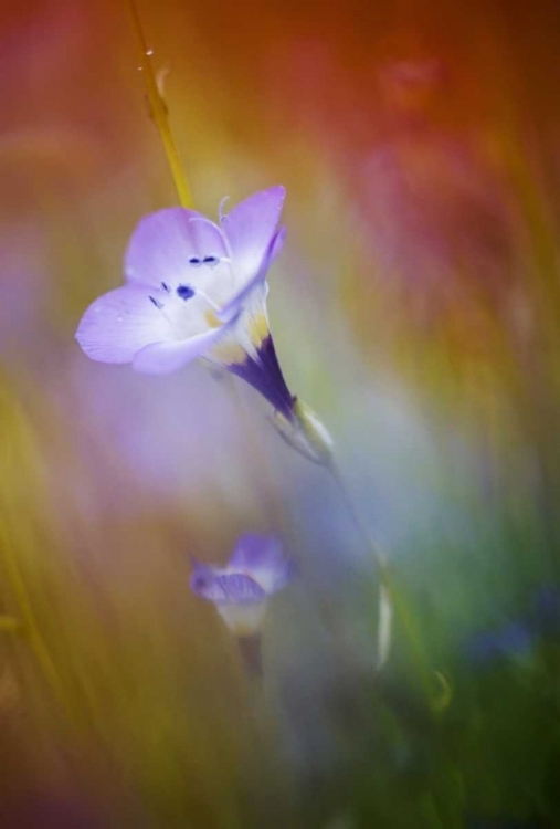 Picture of CALIFORNIA, ABSTRACT OF GILIA AMIDST FLOWERS
