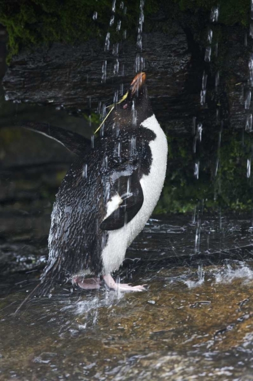 Picture of FALKLAND ISLANDS ROCKHOPPER PENGUIN BATHING