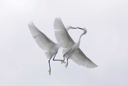 Picture of FL, TWO SNOWY EGRETS WITH OUTSTRETCHED WINGS