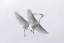 Picture of FL, TWO SNOWY EGRETS WITH OUTSTRETCHED WINGS