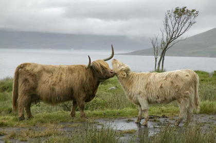 Picture of SCOTLAND, HIGHLAND COWS COURTING AND GROOMING