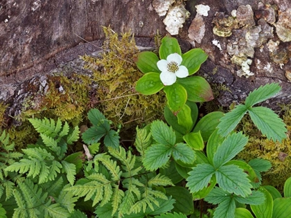 Picture of CANADA, NEW BRUNSWICK PLANTS ON FOREST FLOOR