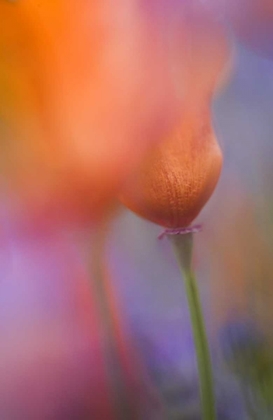 Picture of CA, ANTELOPE VALLEY, ABSTRACT OF WILD POPPIES