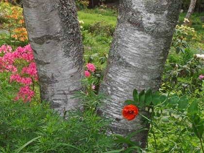 Picture of CANADA, NEW BRUNSWICK BIRCH TREE AND FLOWERS