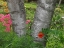 Picture of CANADA, NEW BRUNSWICK BIRCH TREE AND FLOWERS
