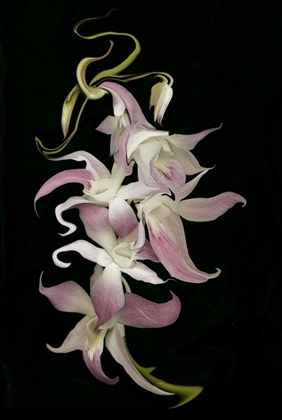 Picture of ABSTRACT ORCHID ARTWORK, DIGITALLY MANIPULATED