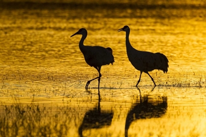 Picture of NEW MEXICO SILHOUETTE OF SANDHILL CRANES