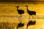 Picture of NEW MEXICO SILHOUETTE OF SANDHILL CRANES