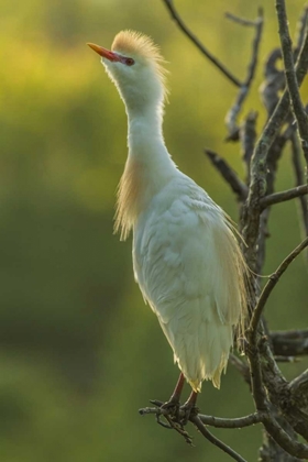 Picture of FLORIDA CATTLE EGRET IN BREEDING PLUMAGE