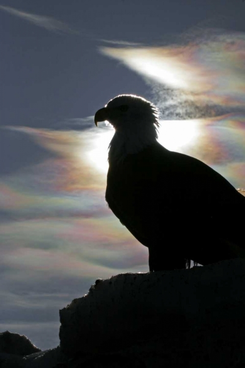 Picture of AK, HOMER BALD EAGLE BACKLIT BY SUNLIGHT