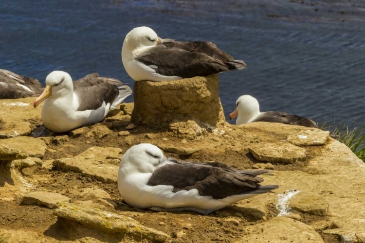 Picture of SAUNDERS ISLAND BLACK-BROWED ALBATROSSES