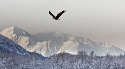 Picture of AK, CHILKAT BALD EAGLE FLIES IN PRESERVE