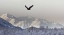Picture of AK, CHILKAT BALD EAGLE FLIES IN PRESERVE