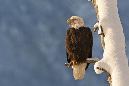 Picture of AK, CHILKAT BALD EAGLE PERCHED ON BRANCH