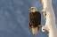 Picture of AK, CHILKAT BALD EAGLE PERCHED ON BRANCH