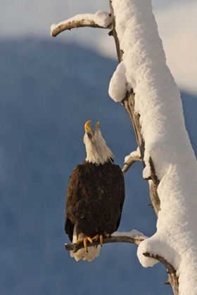 Picture of AK, CHILKAT BALD EAGLE PERCHED ON BRANCH