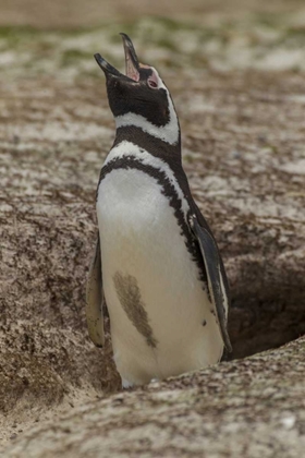 Picture of EAST FALKLAND MAGELLANIC PENGUIN BRAYING