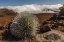 Picture of HI, MAUI, HALEAKALA NP SILVERSWORD PLANT