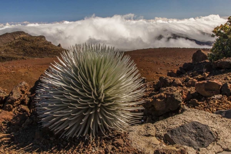 Picture of HI, MAUI, HALEAKALA NP SILVERSWORD PLANT