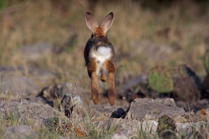 Picture of TX, KIMBLE CO, COTTONTAIL RABBIT RUNNING