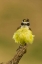 Picture of TX, HIDALGO CO, FLUFFY KISKADEE ON STUMP