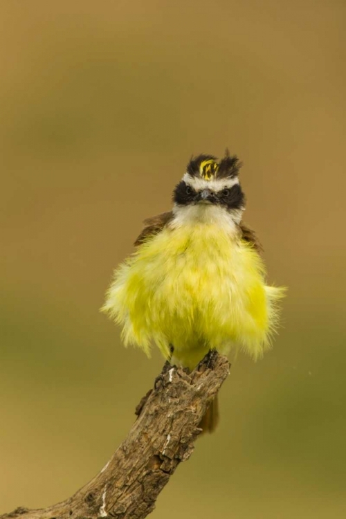 Picture of TX, HIDALGO CO, FLUFFY KISKADEE ON STUMP