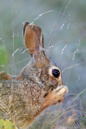Picture of TX, KIMBLE CO, COTTONTAIL RABBIT WASHING