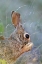 Picture of TX, KIMBLE CO, COTTONTAIL RABBIT WASHING