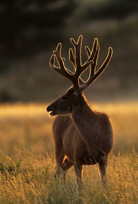 Picture of CO, JEFFERSON CO, BACKLIT MULE DEER BUCK