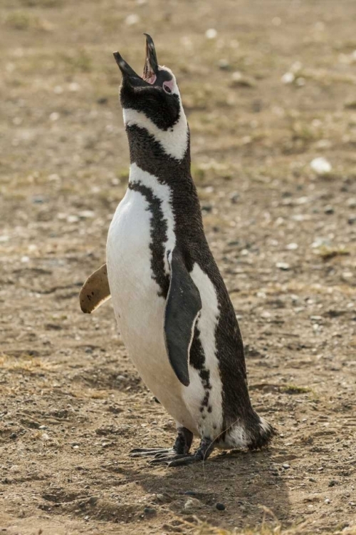 Picture of CHILE, ISLA MAGDALENA MAGELLANIC PENGUIN