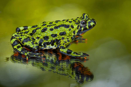 Picture of NORTH CAROLINA ORIENTAL FIRE-BELLED TOAD