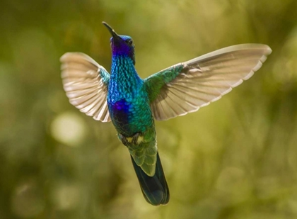 Picture of ECUADOR SPARKLING VIOLET-EAR HUMMINGBIRD