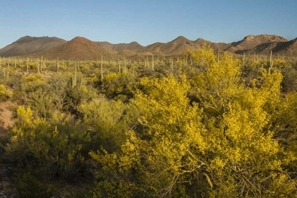 Picture of USA, ARIZONA, SAGUARO NP DESERT LANDSCAPE