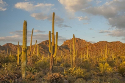 Picture of USA, ARIZONA, SAGUARO NP DESERT LANDSCAPE