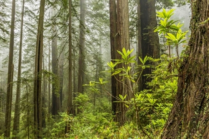Picture of USA, CALIFORNIA, REDWOODS NP FOGGY FOREST
