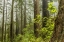 Picture of USA, CALIFORNIA, REDWOODS NP FOGGY FOREST