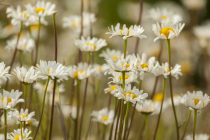 Picture of USA, COLORADO, GRAND COUNTY OXEYE DAISIES