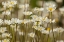 Picture of USA, COLORADO, GRAND COUNTY OXEYE DAISIES